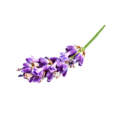 lavanda